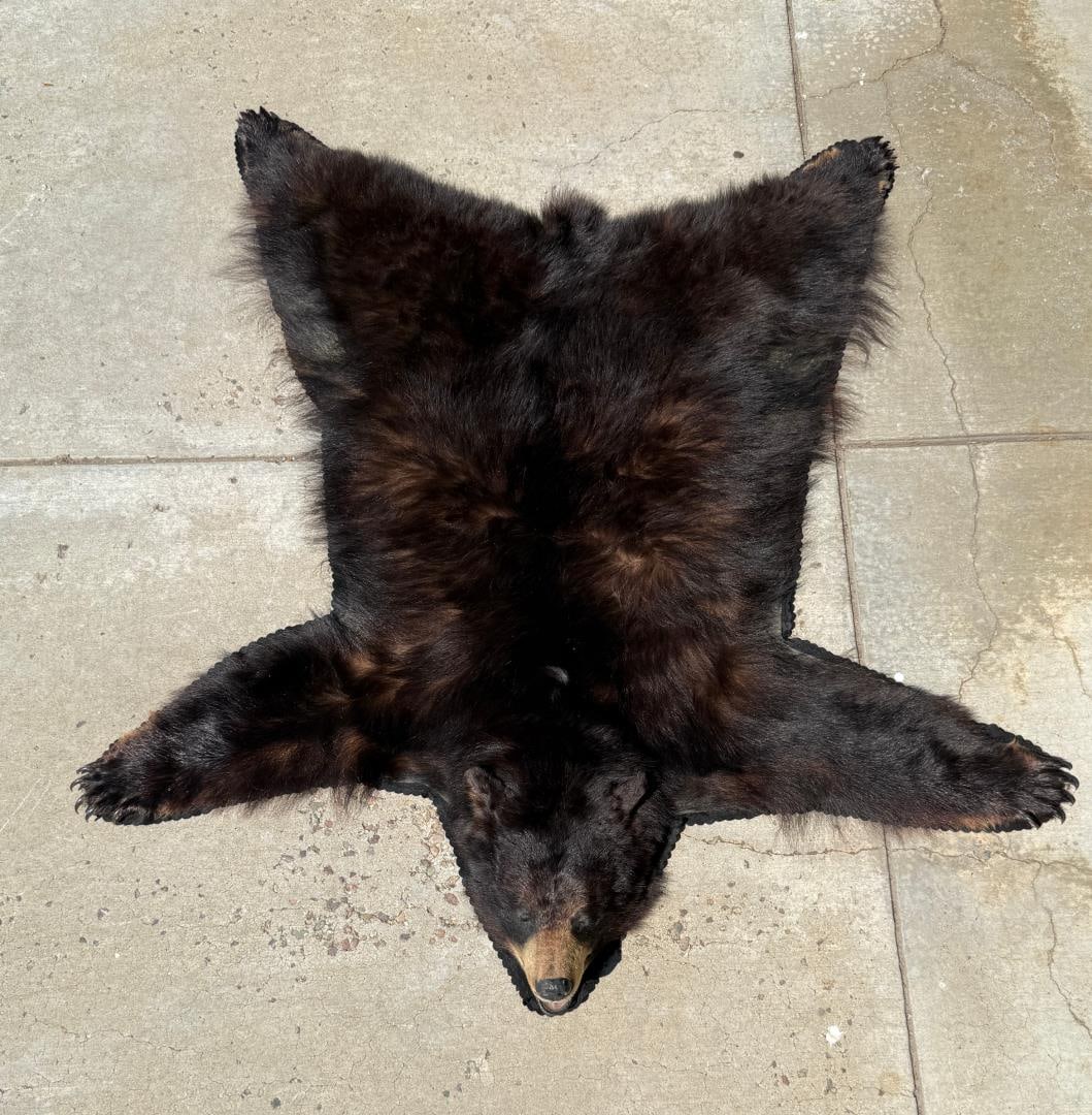 Montana Taxidermy Black Bear Rug: 63" by 67". Only for sale where legal. No International Sales. Know your own laws. No sales to Alabama, California, Florida, Georgia, Mississippi, Kentucky, Massachusetts, Nebraska, North Dakota, Okla