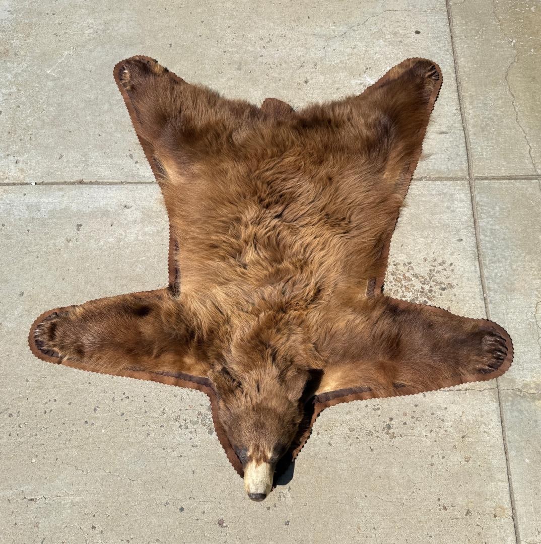 Montana Taxidermy Cinnamon Black Bear Rug (1 of 8)