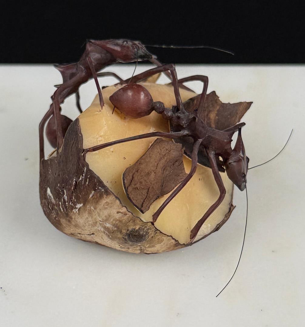 Wounan Indian Leafcutter Ants Tagua Nut Carving (1 of 9)