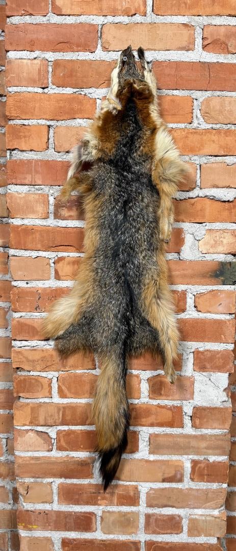 Taxidermy Grey Fox Fur Pelt: 40" long.
