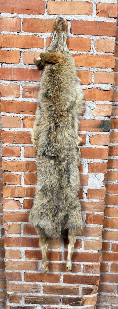 Montana Taxidermy Coyote Pelt Hide: 47" long.