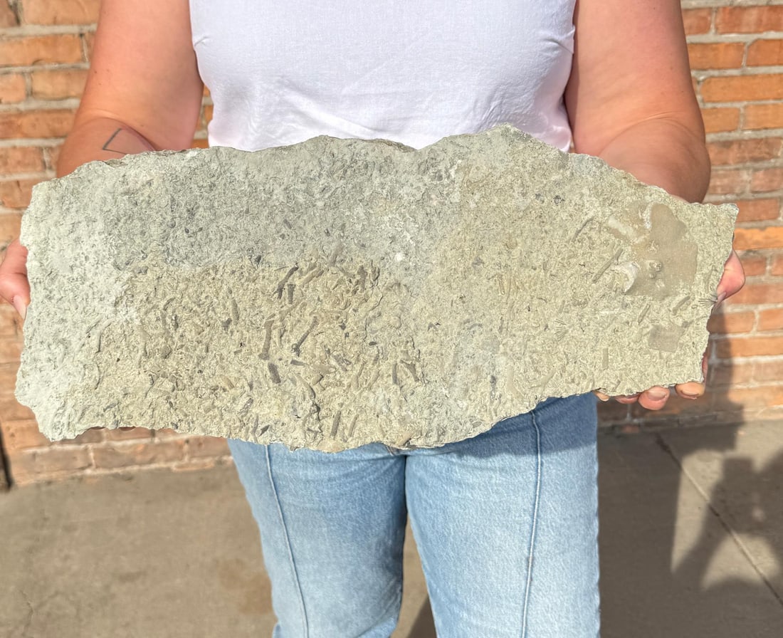 Fossil Fish Sea Creature Hash Death Plate: 18" by 8" by 2". 14lbs 7oz.