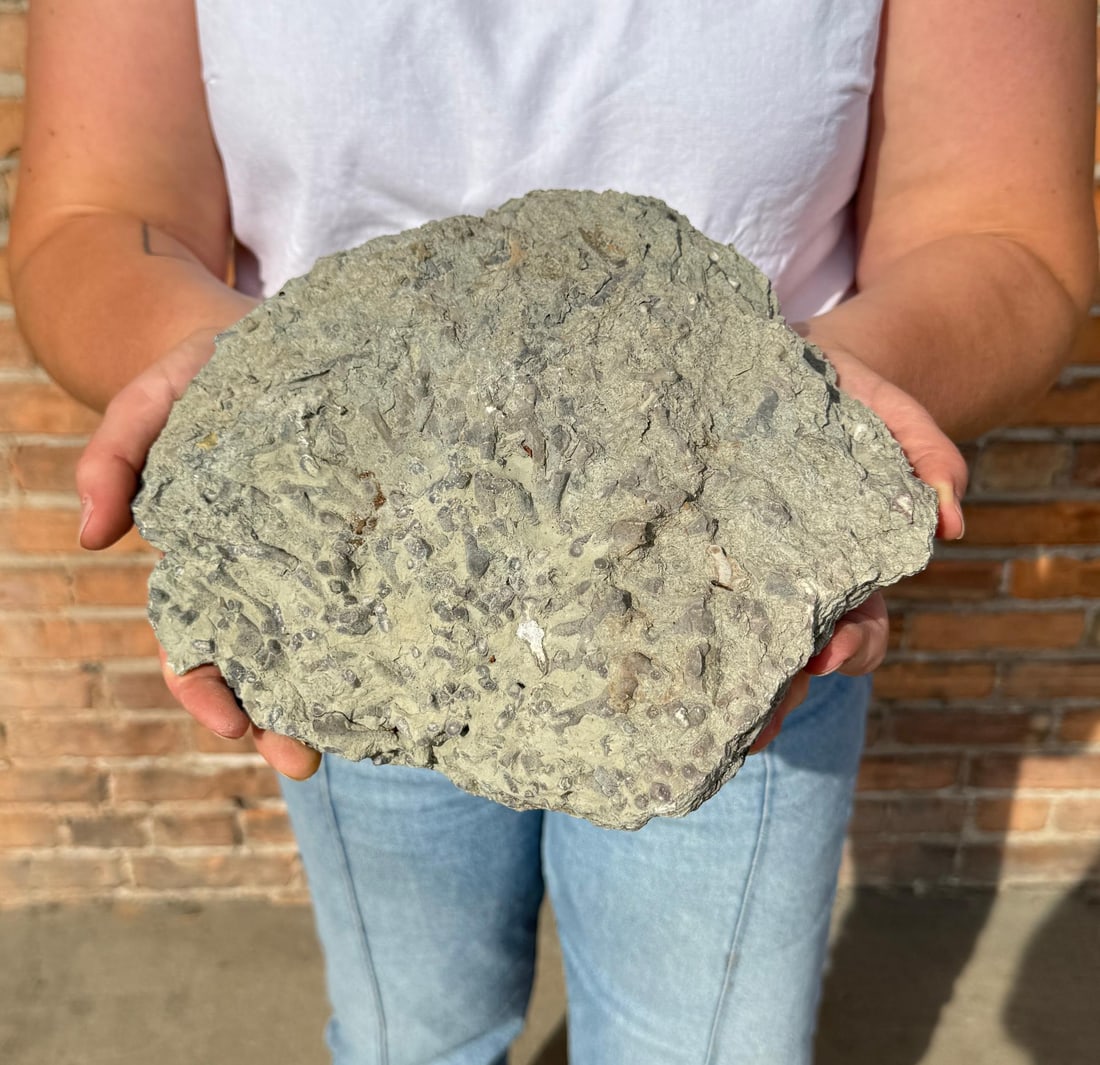 Fossil Fish Sea Creature Hash Death Plate: 9" by 8 3/4" by 3 1/2". 11lbs 2oz.