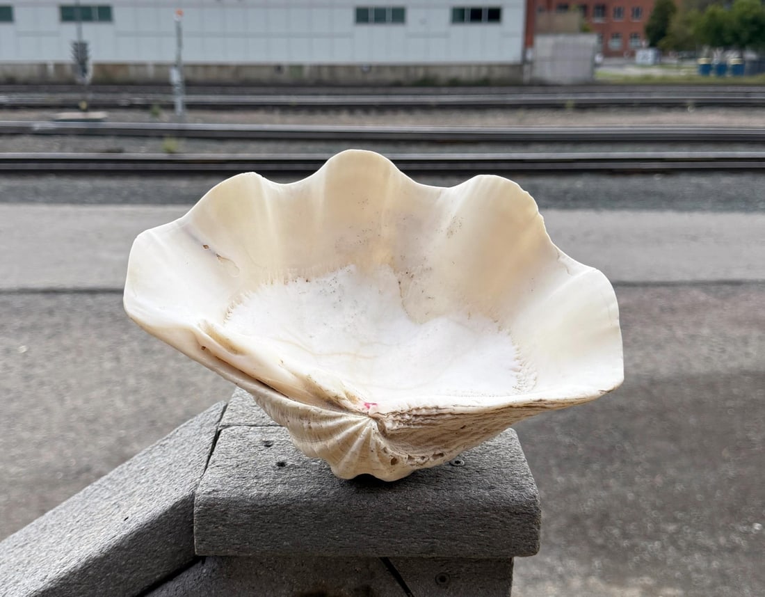 Tridacna Gigas Giant Clam Shell (1 of 6)