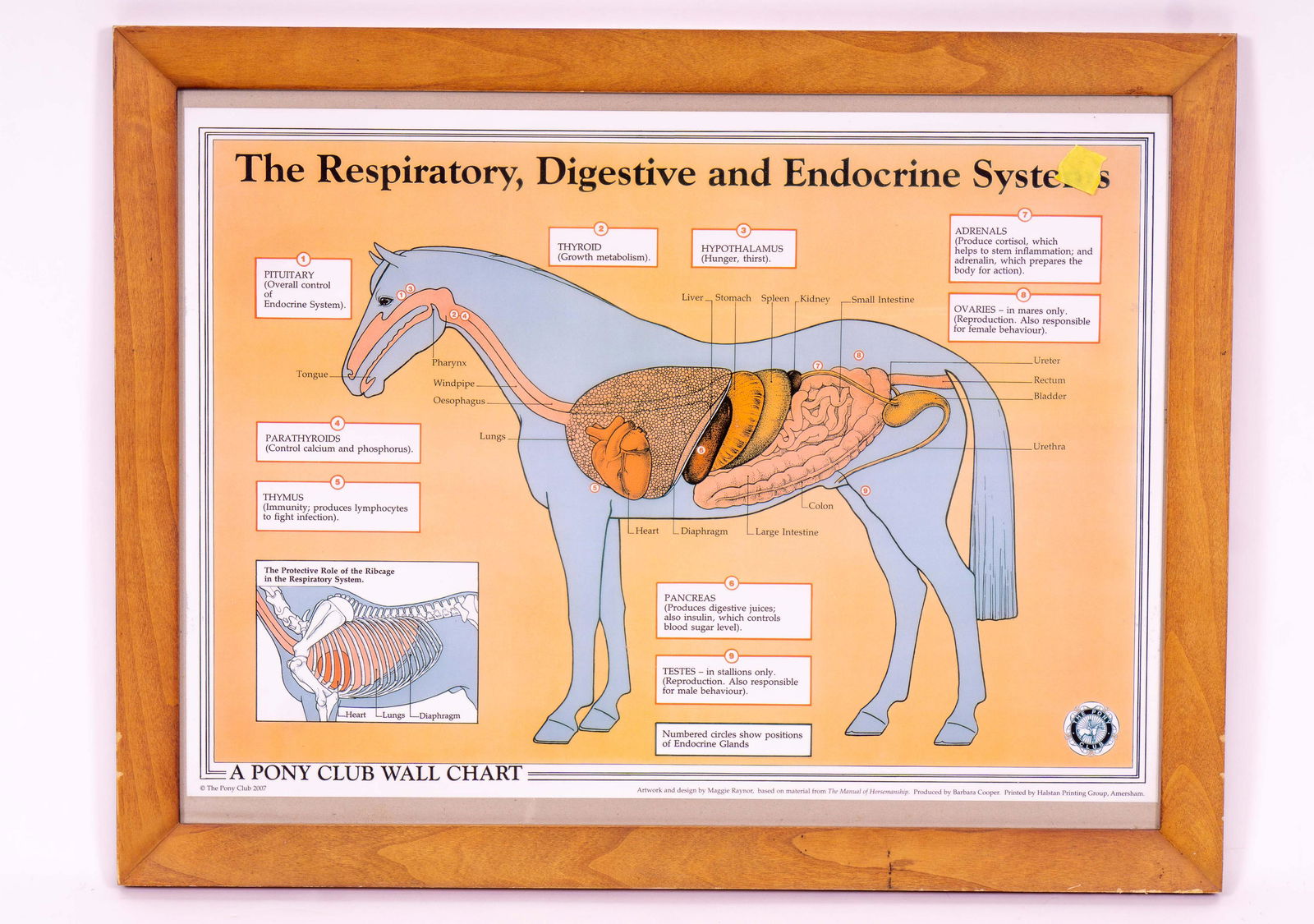 The Pony Club Wall Chart: The Respiratory, Digestive (1 of 4)
