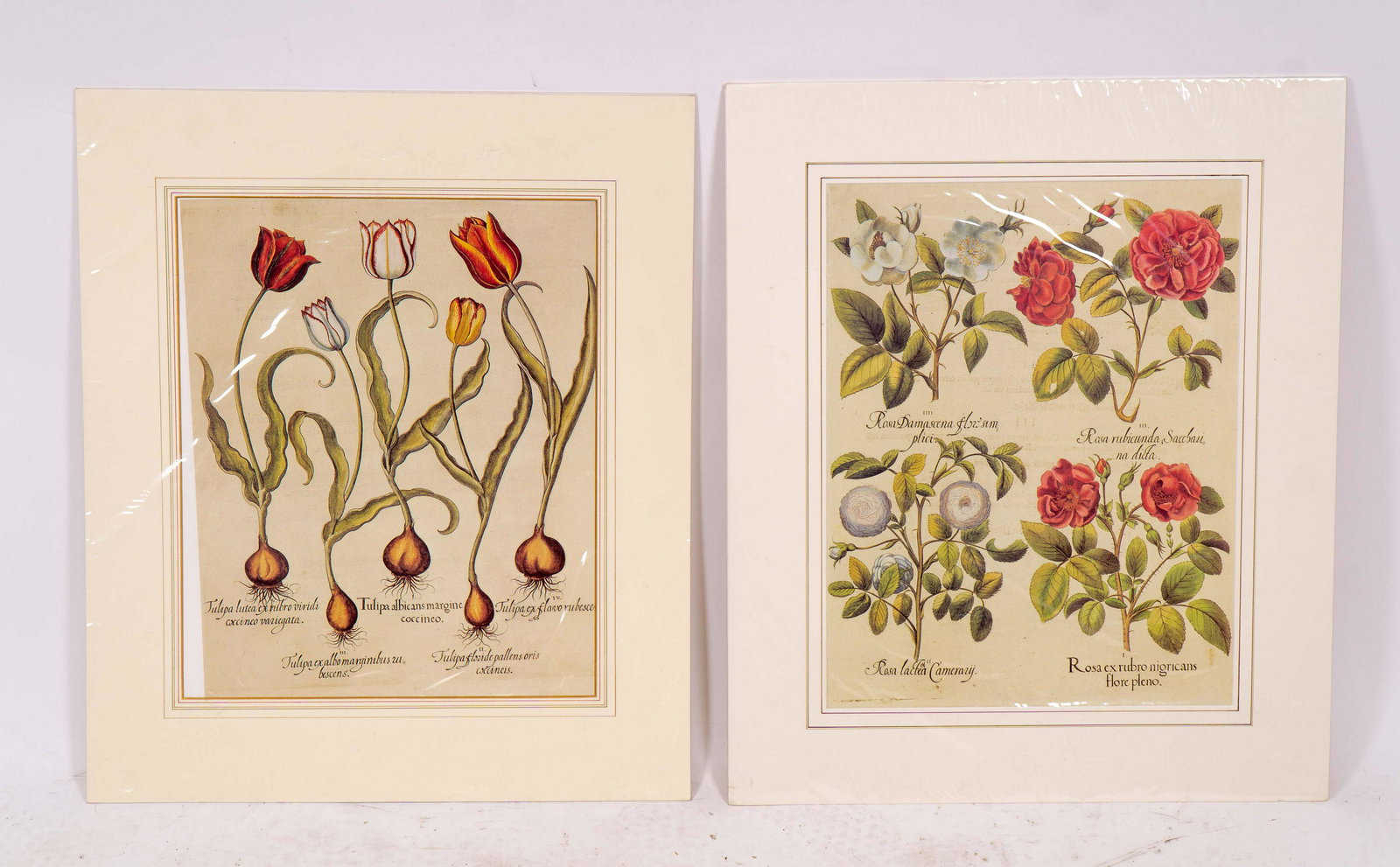 Pair of Naturalist Style Botanical Prints, Tulip & Rose (1 of 3)