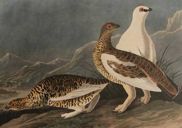 AFTER JOHN JAMES AUDUBON, HAVELL, ROCK GROUS