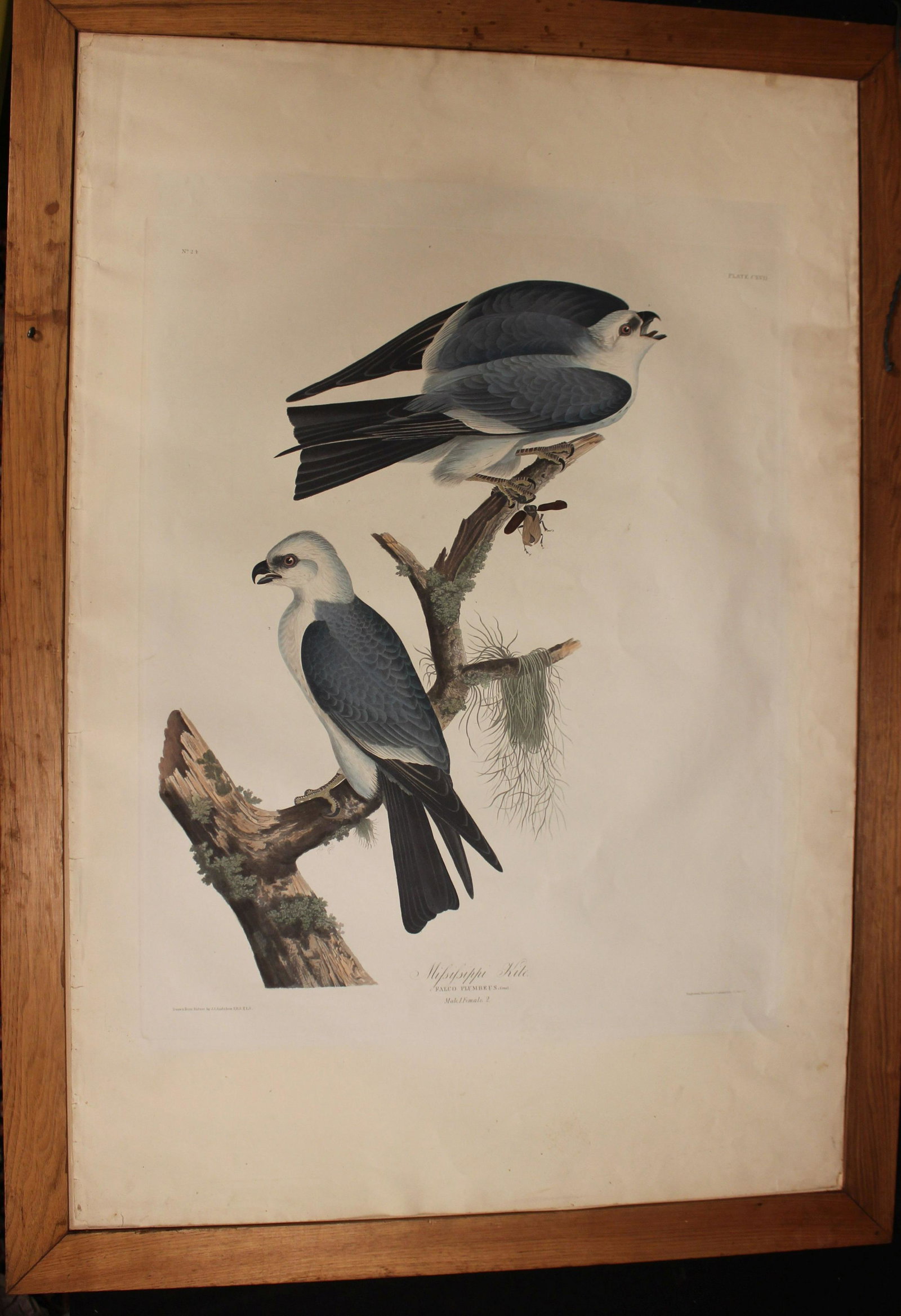 AFTER JOHN JAMES AUDUBON, HAVELL, MISSISSIPPI KITE: After John James Audubon (American, 1785-1851) , Robert Havell, "Mississippi Kite", "No. 24, Plate CXVII", from The Birds of America, Watermark J. Whatman, 1831. Signed Charles Brozzi. Engraving with