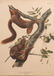 AUDUBON LITHO PRINTED BY JT BOWEN - 2