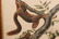 AUDUBON LITHO PRINTED BY JT BOWEN - 6