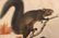 (TWO) AUDUBON LITHO PRINTS BY JT BOWEN - 10