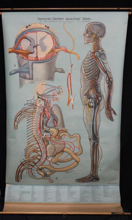 Denoyer Geppart Anatomy Series (1 of 3)