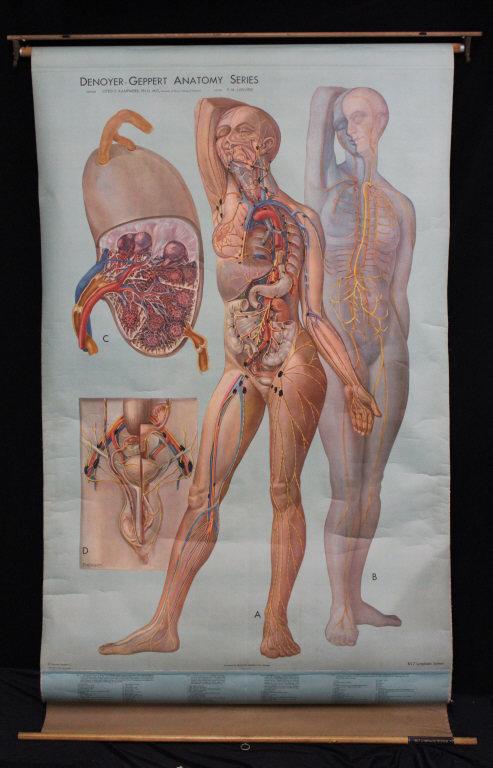 Denoyer Geppart Anatomy Series (1 of 2)