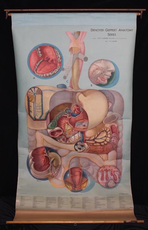 Denoyer Geppart Anatomy Series (1 of 2)