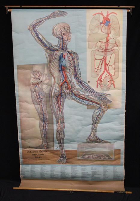 Denoyer Geppart Anatomy Series (1 of 2)