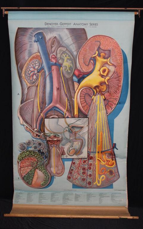 Denoyer Geppart Anatomy Series (1 of 2)