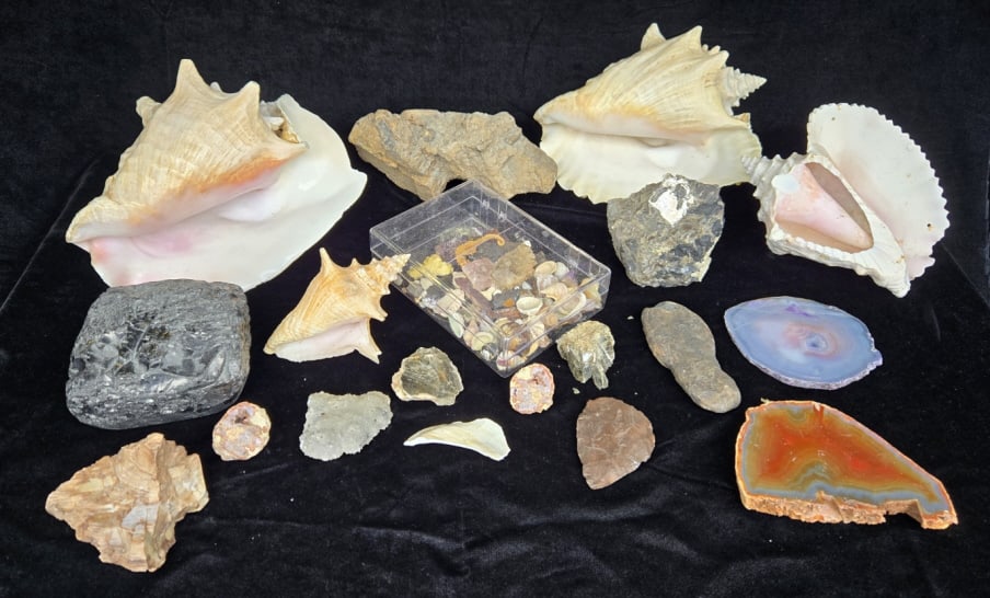 Grouping of Sea Shells & Minerals (1 of 5)