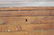 Handmade Slatted Industrial Dome Top Trunk - 2