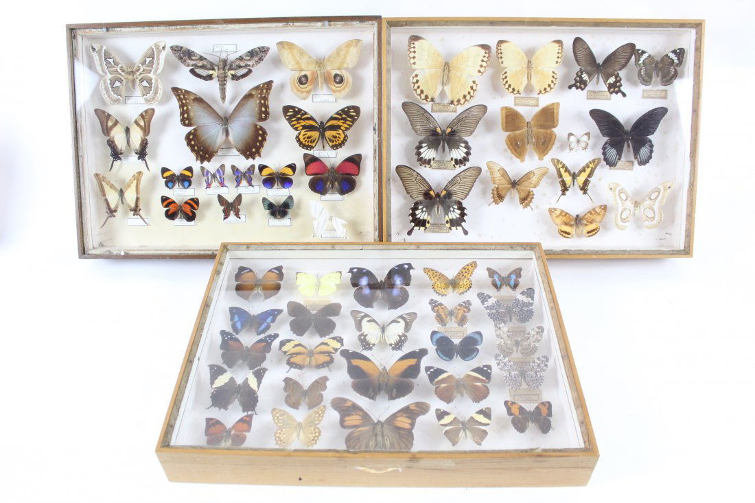 Set of Butterfly/Moth Scientific Specimen Shadow Boxes (1 of 14)