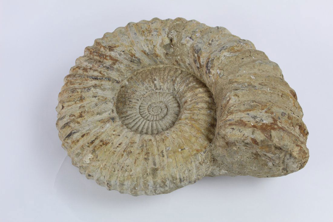 Large Ammonite Genuine Fossil, Natural Sculpture (1 of 3)