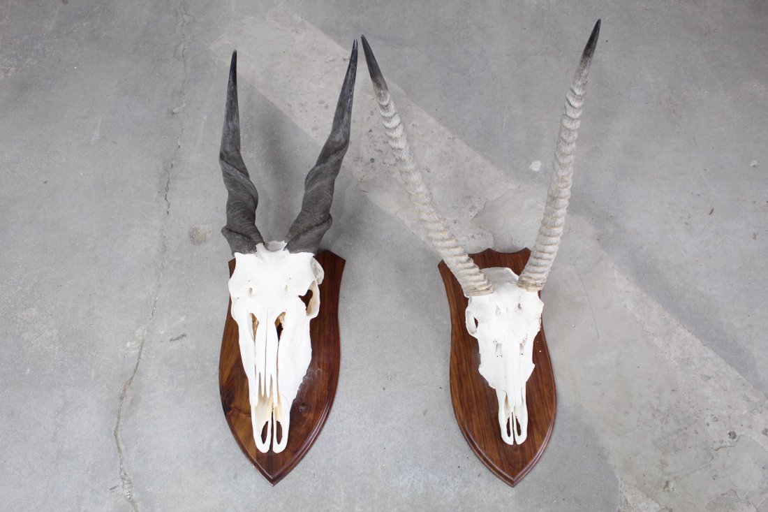 Pair of African Game Animal Mounts, Skulls & Horns (1 of 3)