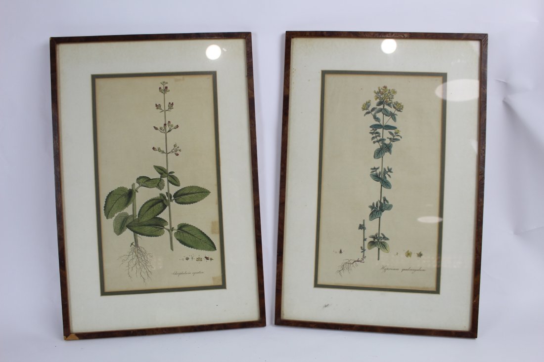 Set of 2 Botanical Prints (1 of 2)