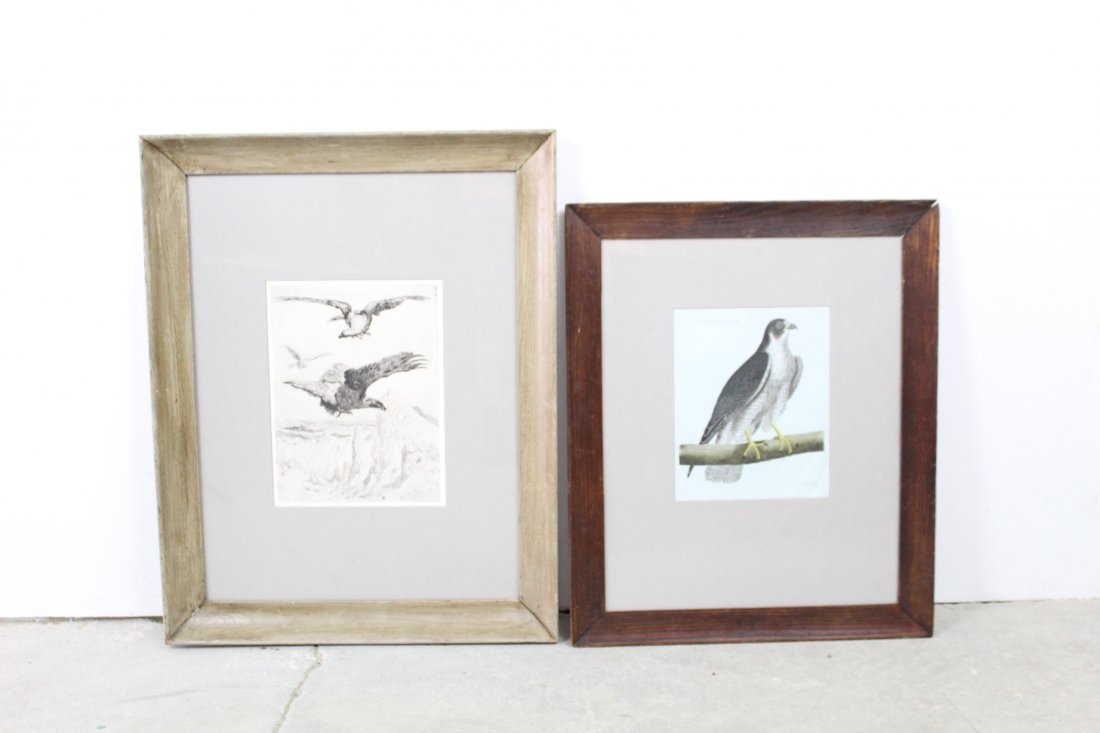 Pair of Framed Bird of Prey Prints (1 of 5)
