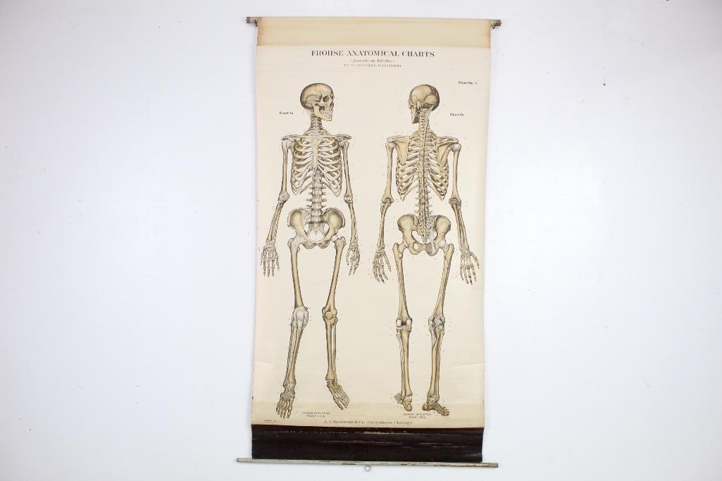 Anatomical Medical Chart of Skeleton, Frohse (1 of 6)