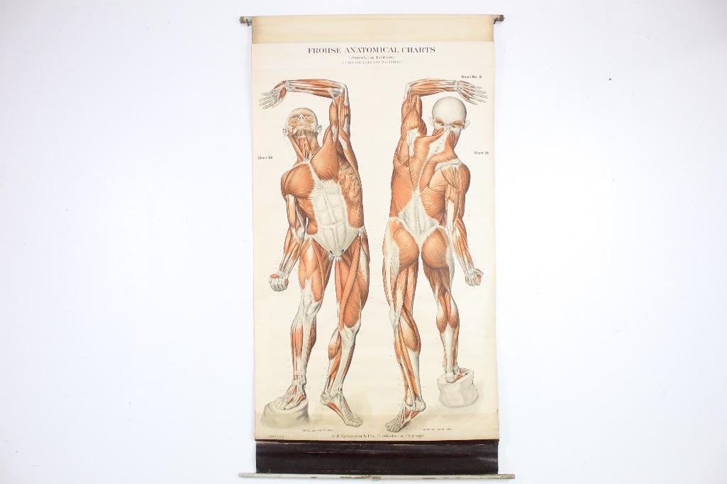 Anatomical Medical Chart of Muscles, Frohse (1 of 6)