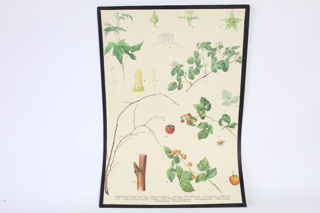 Botanical Scientific Chart of Berries & Plants (1 of 4)