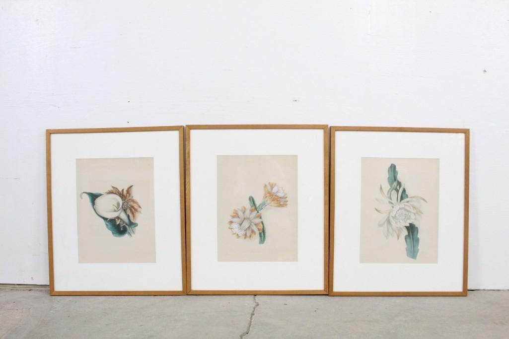 Set of 3 Framed Hand Colored Botanical Prints (1 of 8)