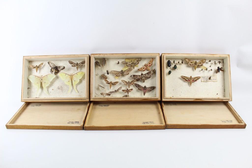 Set of Three Insect Shadow Boxes, Mass. State College (1 of 14)
