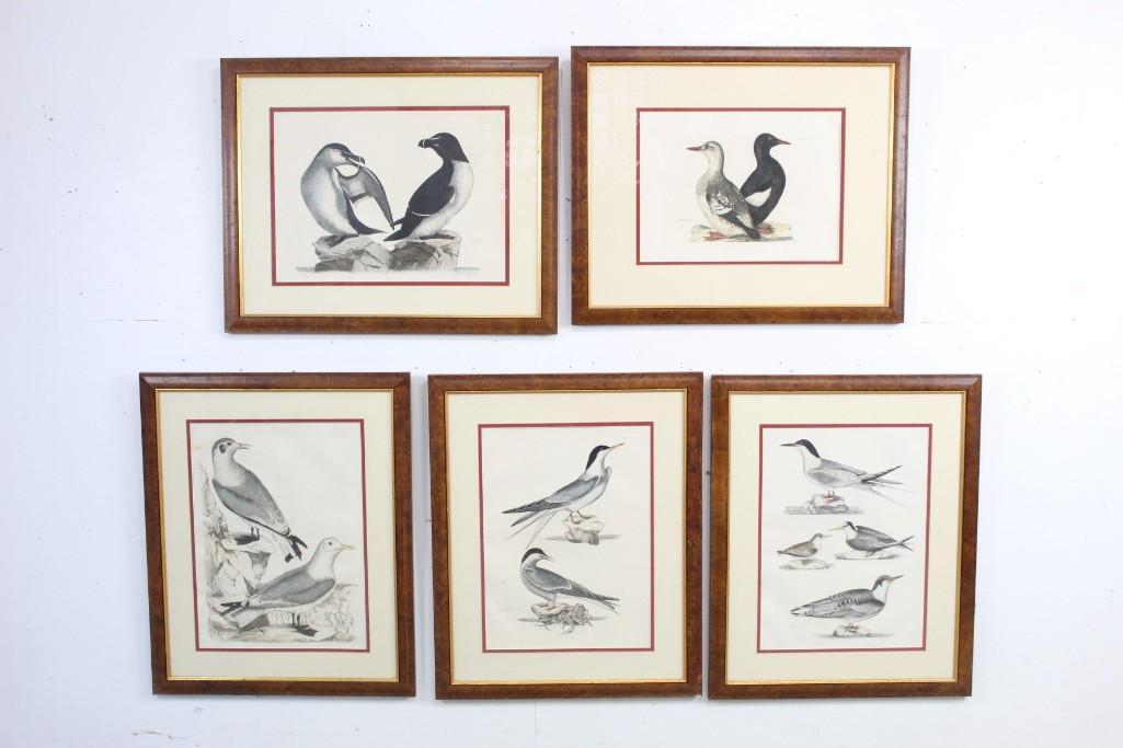 5 Large Wood Framed Sea Bird Illustrations, Water Birds (1 of 15)