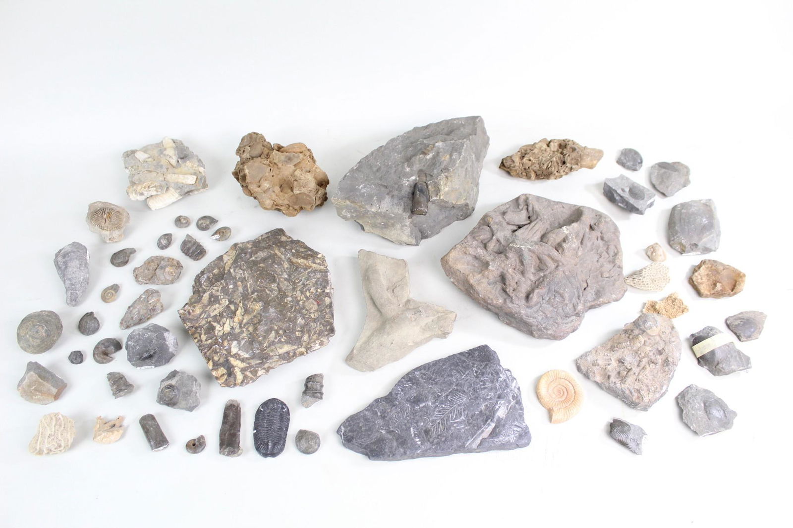 Large Lot of Mixed Fossils,Museum Specimens,Trilobites (1 of 15)