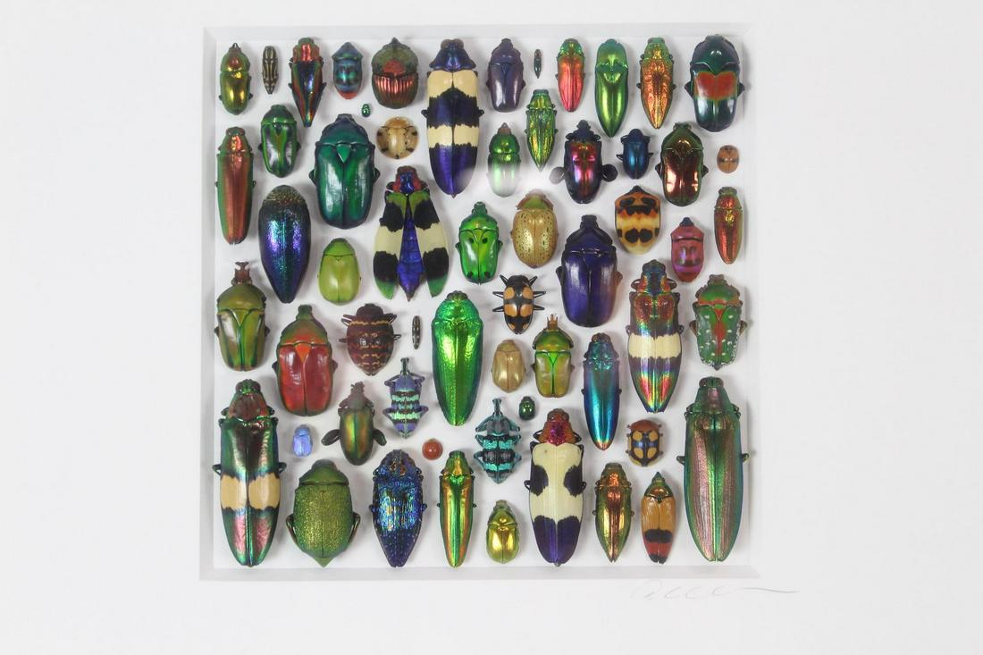 Framed Christopher Marley Coleoptera Mosaic, Beetle Art (1 of 9)