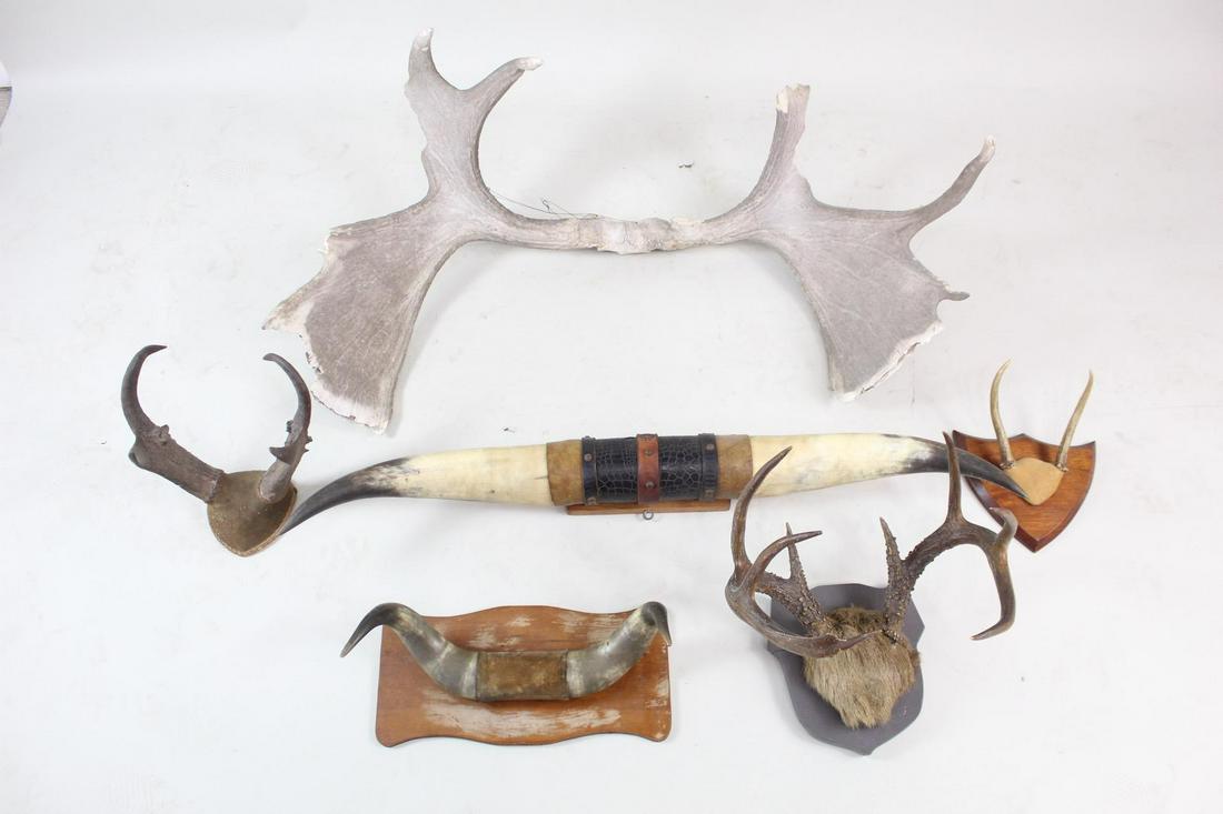 6 Mounted Antlers/Horns, Moose, Whitetail Longhorn, Roe (1 of 20)