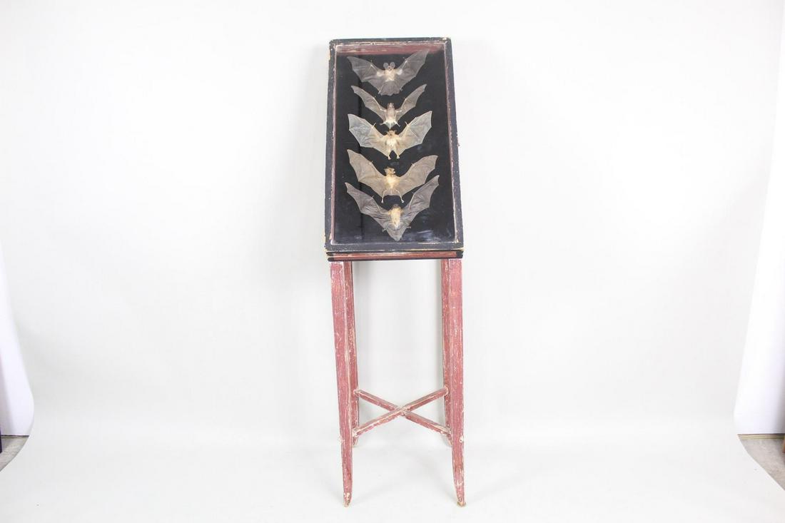 Gothic Display Cabinet w/Bat Taxidermy on Black Velvet (1 of 20)