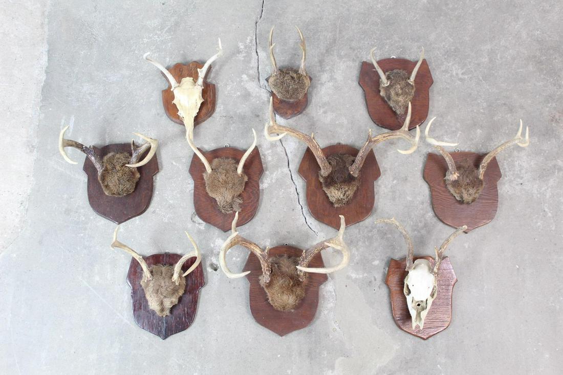 10 Pairs of Mounted Whitetail Deer Antlers on Plaques (1 of 15)