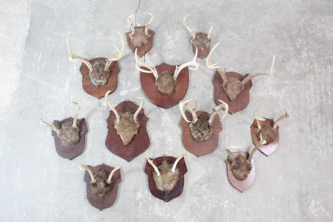 12 Pairs of Mounted Whitetail Deer Antlers on Plaques (1 of 15)