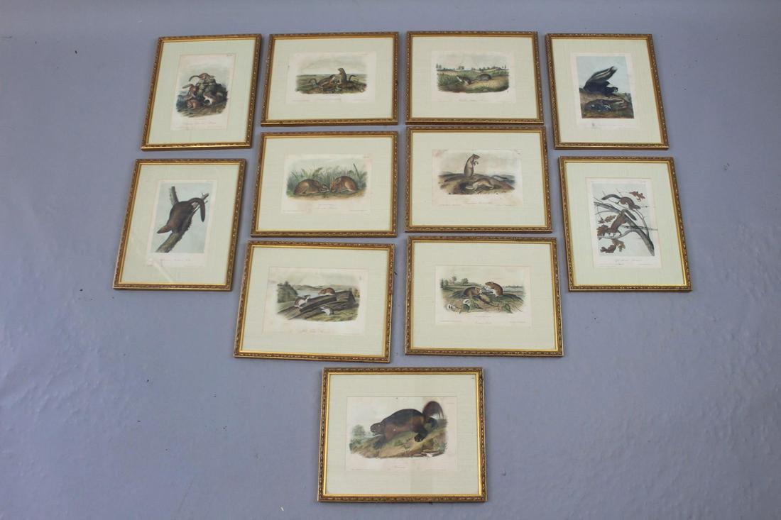 11 Quadruped North America Audubon Color Animal Prints (1 of 11)