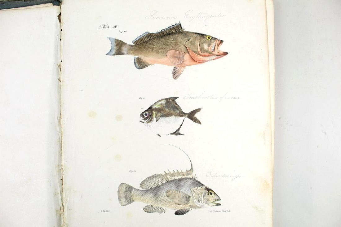 Antique Hand-Colored Prints of Fish,Eggs,Insects, Otis (1 of 19)