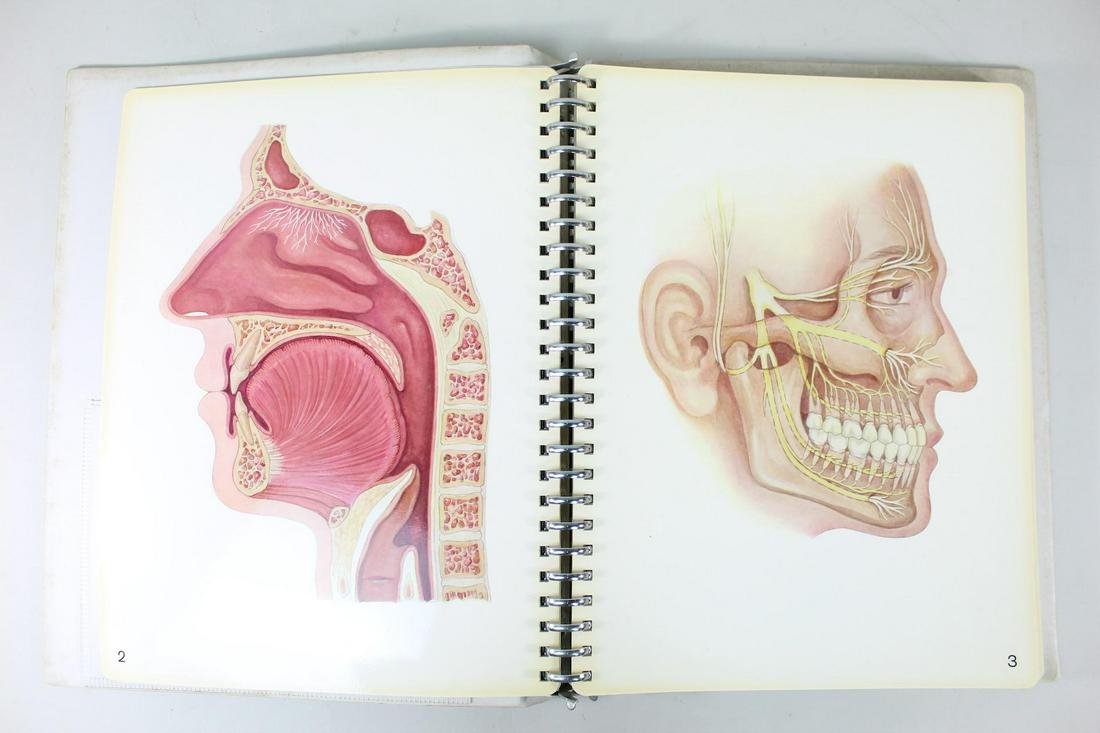 Imagines Demonstrandae Pictorial Dental Atlas, W. Drum: Imagines Demonstrandae Pictorial Dental Atlas, W. Drum. Translated to English from German, this fascinating book by Dr. W. Drum was published by the Peerless Dental Corp in 1970 for patient education.