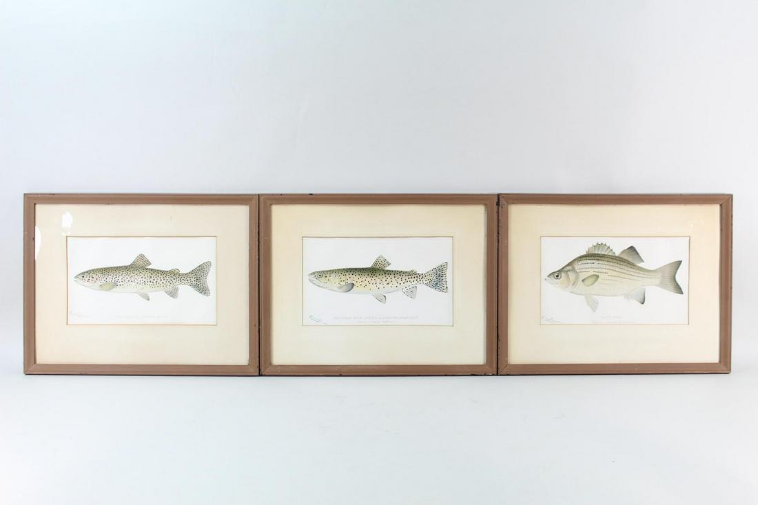 Lot 3 Denton Fish Prints,Trout,Salmon & Bass (1 of 19)