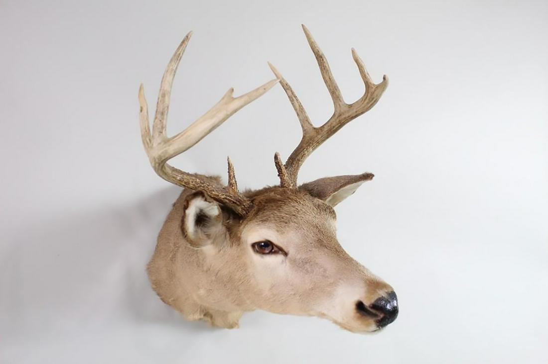 Taxidermy 8 Point Whitetail Deer Buck Head Mount Trophy