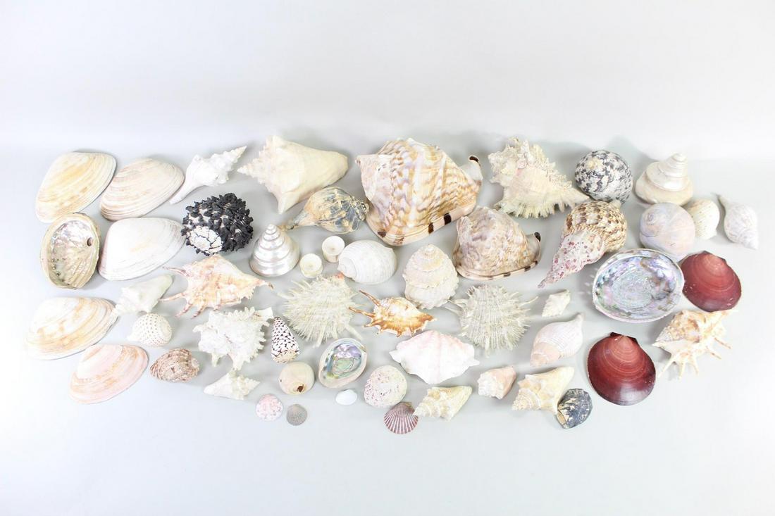 Large Lot of Exotic Seashells & Conch Shells (1 of 20)