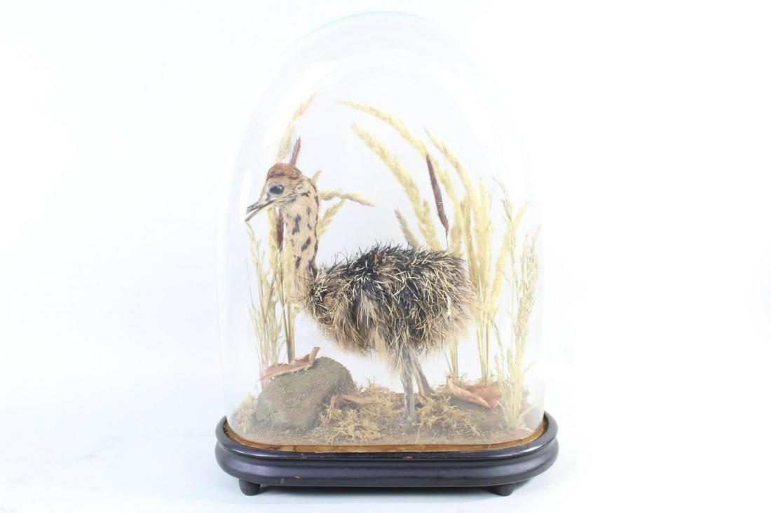 Taxidermy Baby Ostrich in Victorian Glass Dome Display (1 of 13)