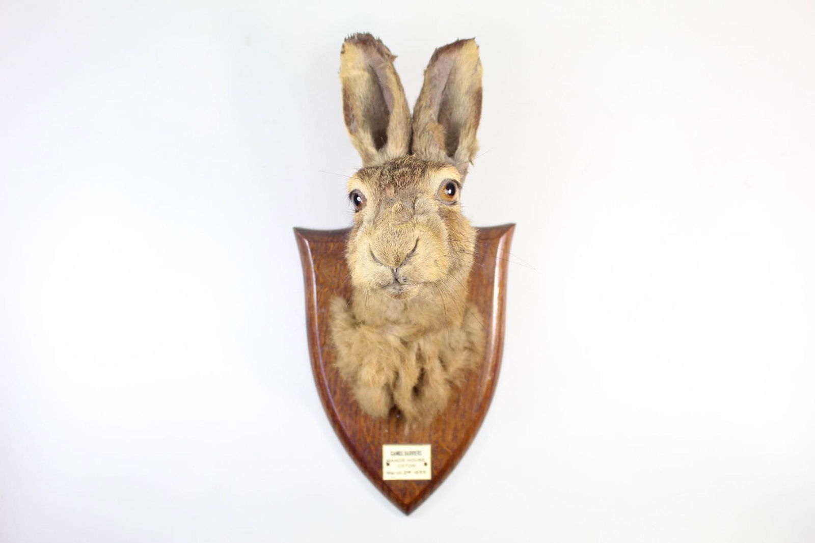 Antique Taxidermy Hare Mask Mount,P. Spicer,Rabbit (1 of 11)