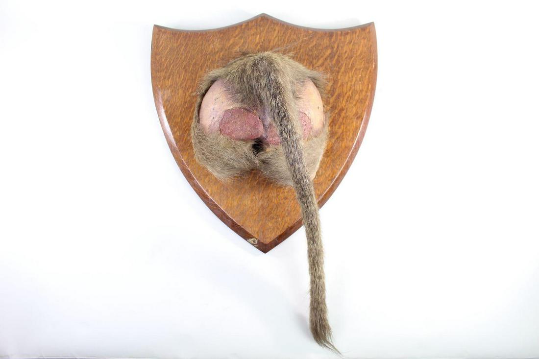 Mounted Taxidermy of a Baboons Behind,Oddity (1 of 9)
