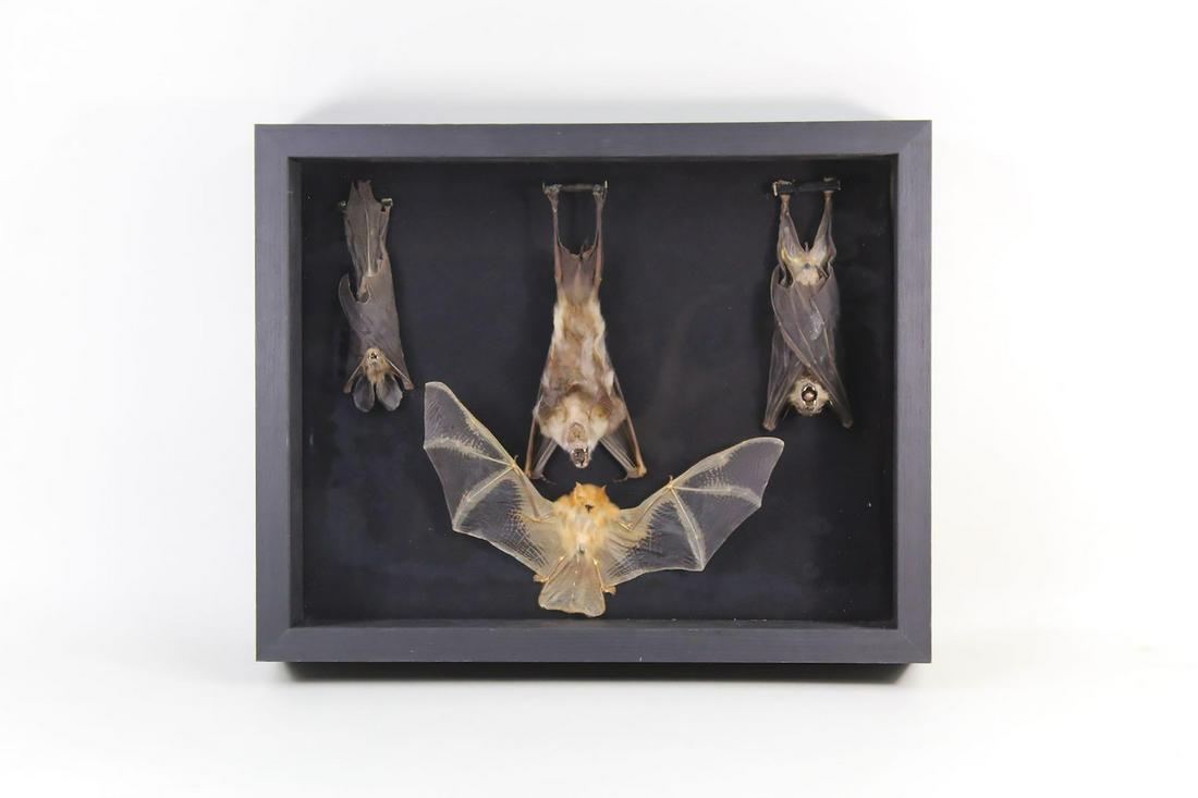 Taxidermy Bats in Shadow Box Display Case (1 of 11)