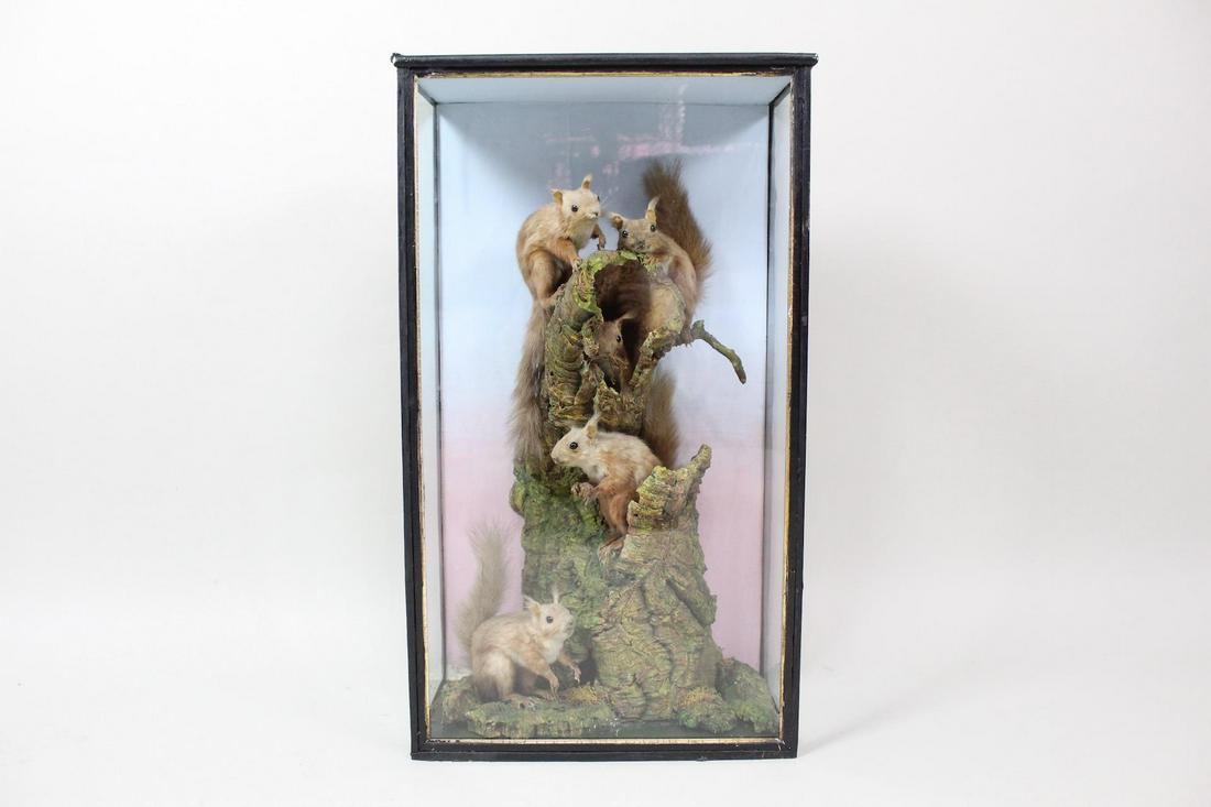 5 Red Squirrels on Tree Antique Cased Taxidermy Mount (1 of 13)